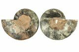 Cut & Polished Ammonite Fossil - Unusual Black Color #267936-1